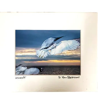 Donna MacPherson Print